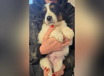 Franz – ein junger Rüde am Beginn seines Weges 