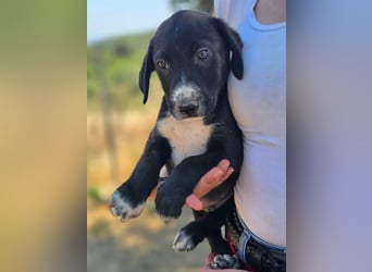 Aleko – ein kleiner Kerl mit großen Plänen ❤️