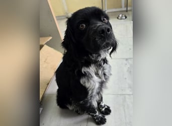 Brook – feiner Beobachter mit großem Herz 