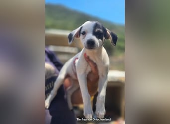 Pippa – kleines Welpenmädchen zum Verlieben!