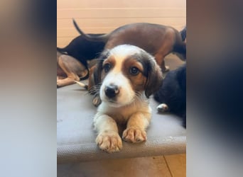 Nala – mit kleinen Pfoten mitten ins Herz 