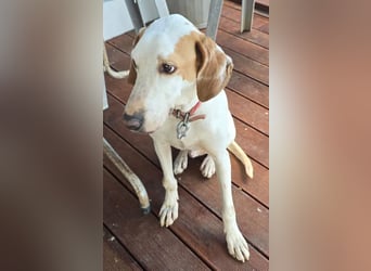 Monty – freundlicher Jagdhund Mix mit guter Laune