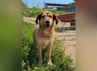 Tilda – ruhig und freundlich ❤️ Bereits auf PS in 58452 Witten!