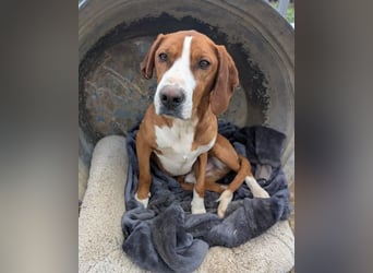 Freddy - ein aktiver und kluger Begleiter ❤️ Bereits auf PS in 58452 Witten, DE!