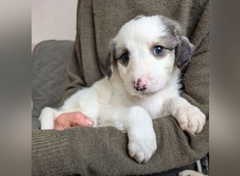 Fredi – junger Rüde mit viel Entwicklung vor sich 