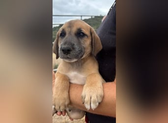 Quox – aufgeweckter Entdecker sucht sein Körbchen! 