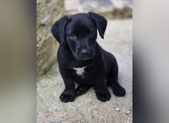 Colin – fröhlicher kleiner Hundejunge 