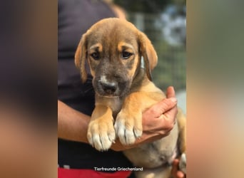 Quintus – charmanter Hundejunge 
