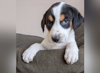 Feli – ein junger Anfang 