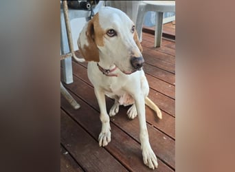 Monty – freundlicher Jagdhund Mix mit guter Laune