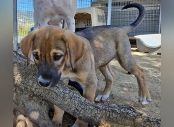 Quintus – charmanter Hundejunge