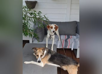 Cloe – zarte Jagdhund Mischlingshündin  Bereits auf PS in DE!