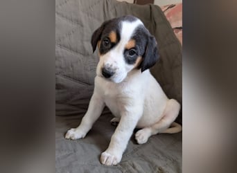 Feli – ein junger Anfang 