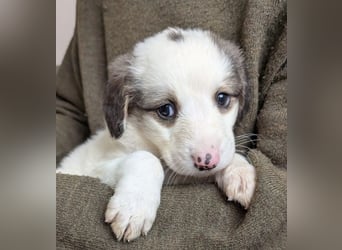 Fredi – junger Rüde mit viel Entwicklung vor sich 