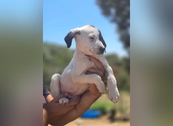 Sparrow - kleiner Herzenshund sucht sein Glück!