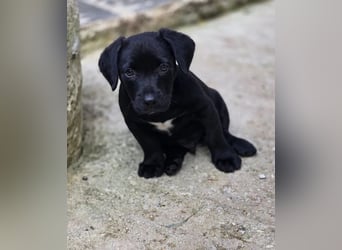 Colin – fröhlicher kleiner Hundejunge 