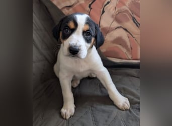 Feli – ein junger Anfang 