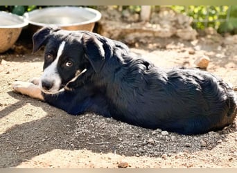 Scooby – kleiner Herzensbrecher ❤️