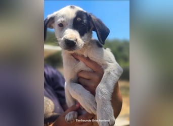 Sparrow - kleiner Herzenshund sucht sein Glück!