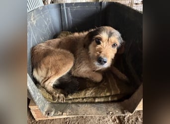Tilda – ruhig und freundlich ❤️ Bereits auf PS in 58452 Witten!