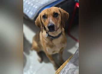 Teela – neugierige, soziale und freundliche Hündin 