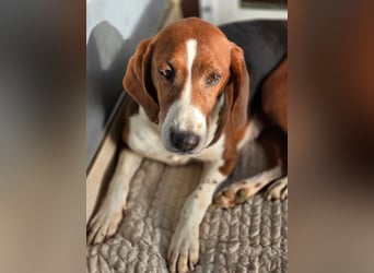 Tilly Jagdhund Mix mit großem Herz ❤️