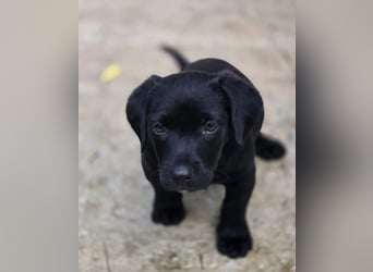 Colin – fröhlicher kleiner Hundejunge 