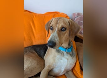 Irmela – liebevolle und fürsorgliche Hundemama 