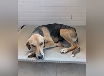 Ivy – sanfte Hündin mit großem Wunsch zu gefallen 