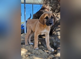 Quox – aufgeweckter Entdecker sucht sein Körbchen!