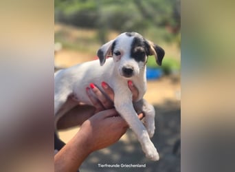 Pippa – kleines Welpenmädchen zum Verlieben!