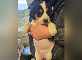 Feli – ein junger Anfang 