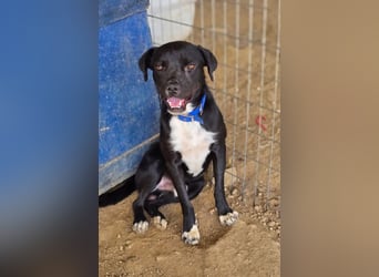 Onyx – ein schwarzer Schatz sucht sein Für-immer-Zuhause. Bereits in 58456 Witten, DE!