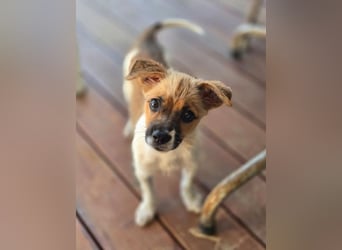 Mavy – kleine Maus mit ganz viel guter Laune ❤️