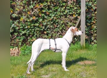 Cloe – zarte Jagdhund Mischlingshündin  Bereits auf PS in DE!