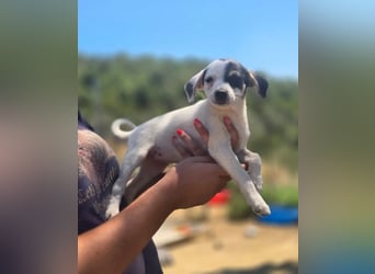 Pippa – kleines Welpenmädchen zum Verlieben!