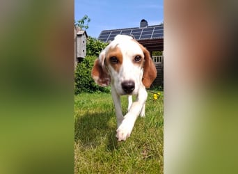 Cloe – zarte Jagdhund Mischlingshündin  Bereits auf PS in DE!