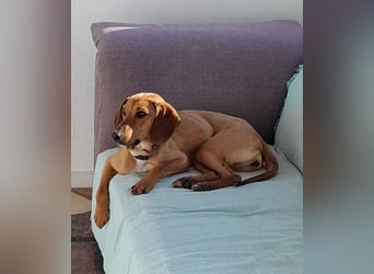 Missy – loyale Partnerin sucht ihre Lieblingsmenschen 