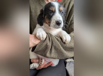 Franz – ein junger Rüde am Beginn seines Weges 