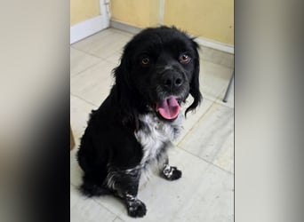 Brook – feiner Beobachter mit großem Herz 