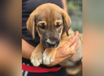Quintus – charmanter Hundejunge 