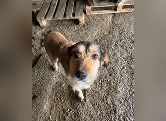 Tilda – ruhig und freundlich ❤️ Bereits auf PS in 58452 Witten!