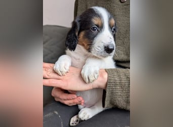 Franz – ein junger Rüde am Beginn seines Weges 