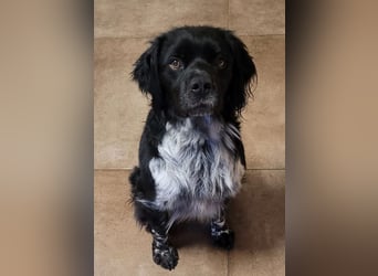 Brook – feiner Beobachter mit großem Herz, bereits auf PS in DE!