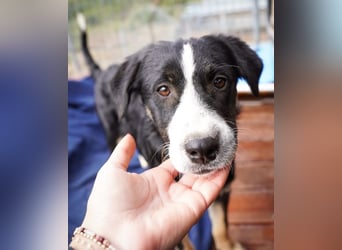 Scooby – kleiner Herzensbrecher ❤️