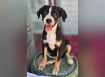 Scooby – kleiner Herzensbrecher ❤️