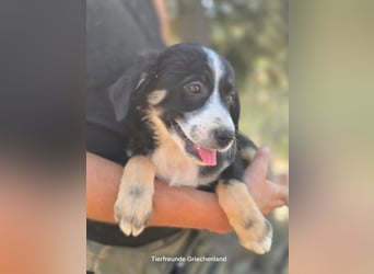 Scooby – kleiner Herzensbrecher ❤️