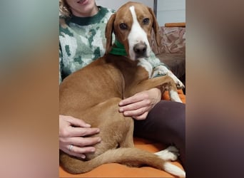 Freddy - ein aktiver und kluger Begleiter ❤️ Bereits auf PS in 58452 Witten, DE!