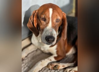 Tilly Jagdhund Mix mit großem Herz ❤️