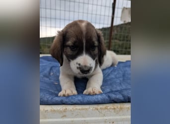 Querida – kleiner Liebling auf der Suche nach einem tollen Zuhause! ❤️
